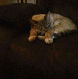 Meet your Posher, Cheyenne